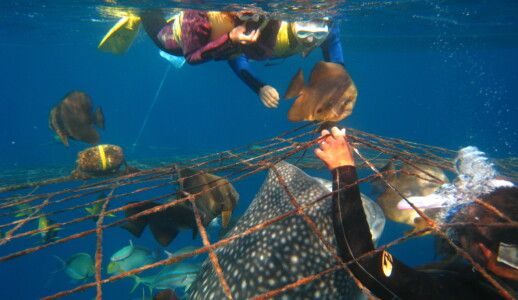 シュノーケリング